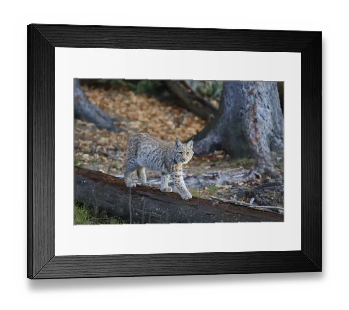 Framed Print : Lynx (Lynx lynx)