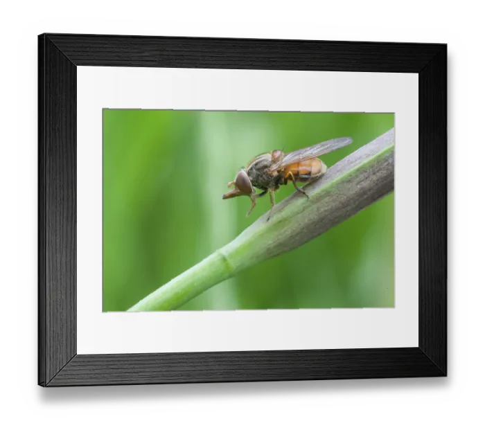 Framed Print : Beaked hoverfly (Rhingia campestris)