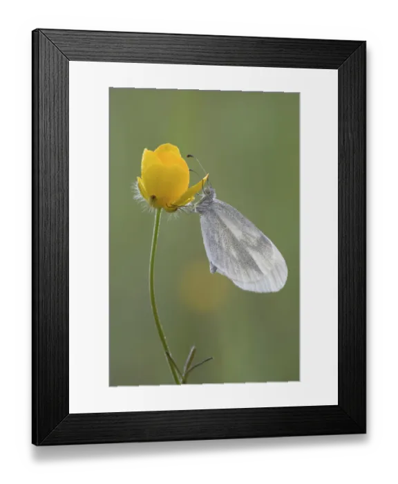 Framed Print : Ink-spot white butterfly (Leptidea sinapis)