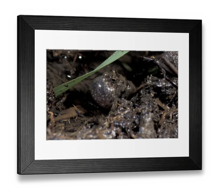 Framed Print : Frog (Phrynobatrachus sp.) Framed Print : Frog (Phrynobatrachus sp.)