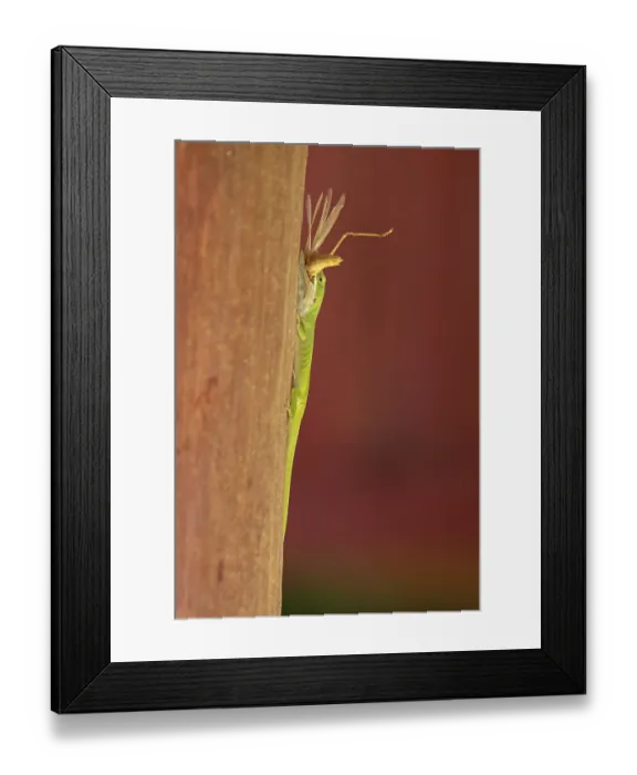 Framed Print : Green Anole (Anolis carolinensis) Framed Print : Green Anole (Anolis carolinensis)