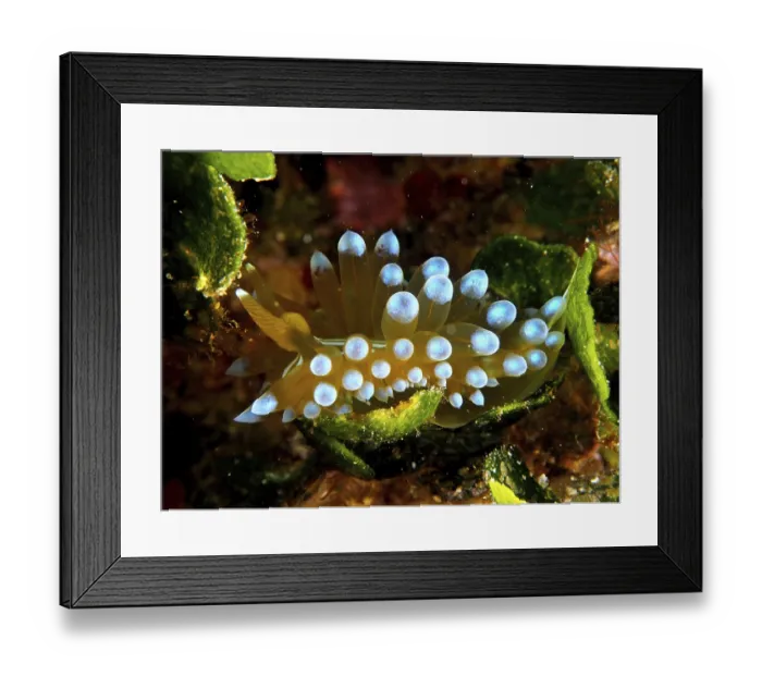 Framed Print : Striped Thick-billed ribbonfish (Janolus cristatus)