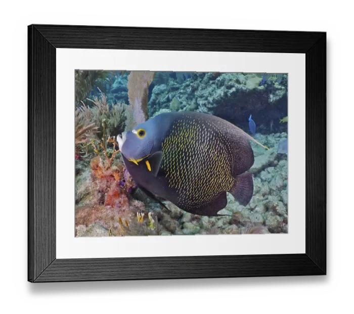Framed Print : French angelfish (Pomacanthus paru)