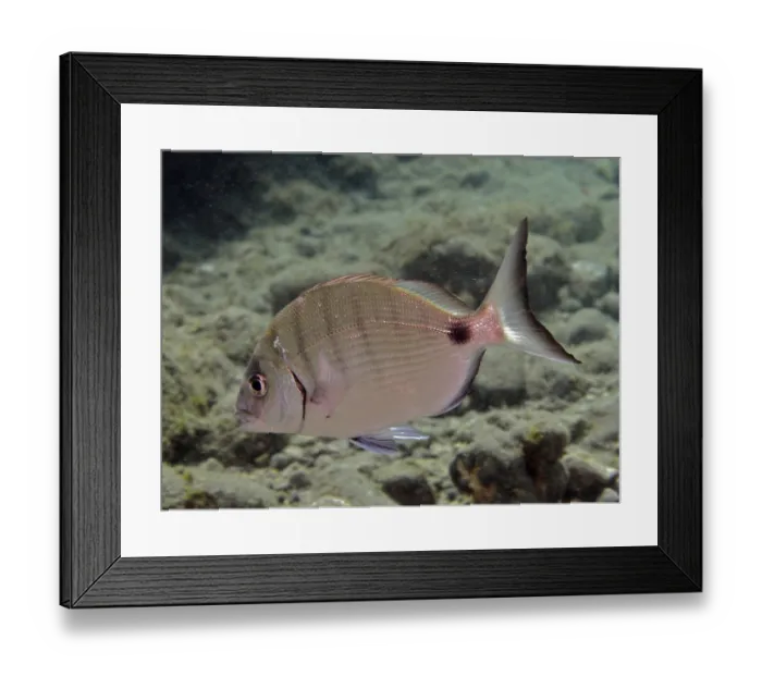 Framed Print : White bream (Diplodus sargus)