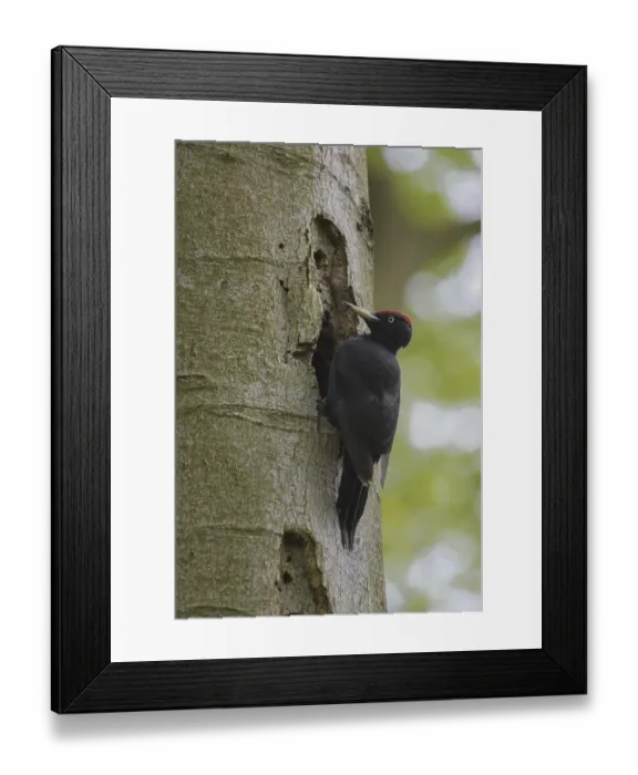 Framed Print : Black woodpecker (Dryocopus martius) Framed Print : Black woodpecker (Dryocopus martius)