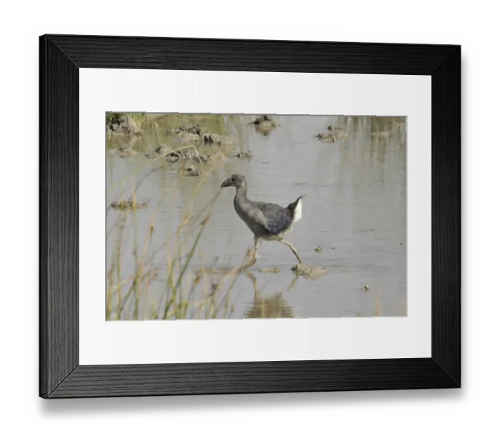 Framed Print : Purple partridge juvenile plumage (Porphyrio porphyrio)