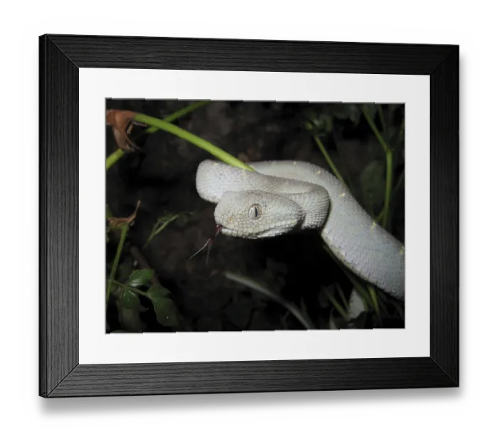 Framed Print : Bush viper (Atheris chlorechis) Framed Print : Bush viper (Atheris chlorechis)