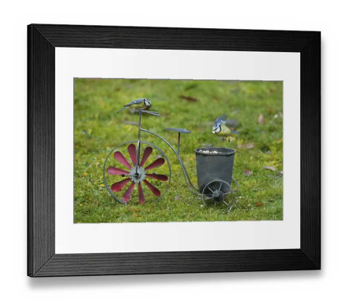 Framed Print : Blue tit (Cyanistes caeruleus)
