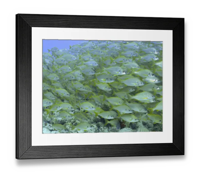 Framed Print : Bastard grunt (Pomadasys incisus)