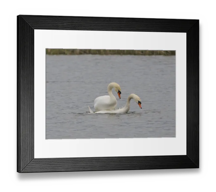 Framed Print : Mute swan (cygnos olor) Framed Print : Mute swan (cygnos olor)