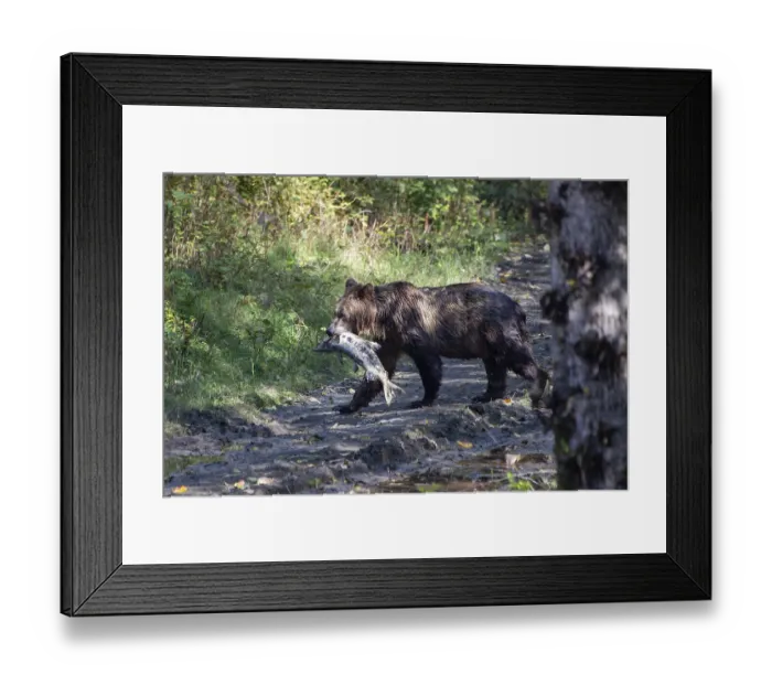 Framed Print : Grizzly bear in Canada eats a fish (Ursus arctos)
