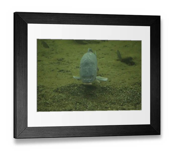 Framed Print : Carp (Cyprinus carpio) Framed Print : Carp (Cyprinus carpio)