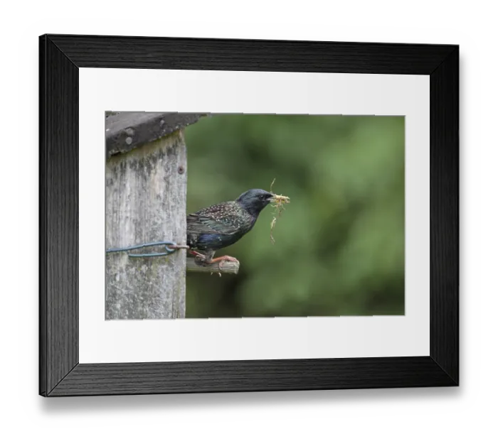 Framed Print : Starling (Sturnus vulgaris)