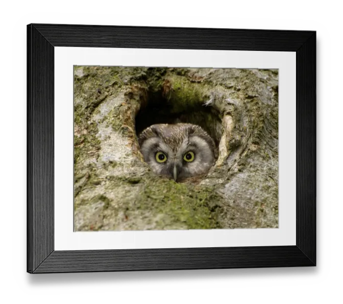 Framed Print : Great Horned Owl (Aegolius funereus)