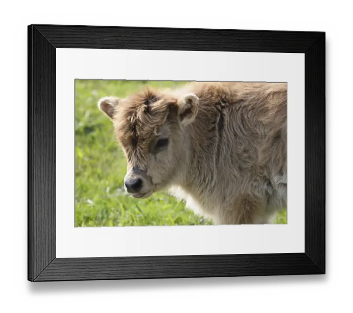 Framed Print : Calf of a copy breed of the aurochs from a Heck cow (Bos taurus (Bos primigenius) Framed Print : Calf of a copy breed of the aurochs from a Heck cow (Bos taurus (Bos primigenius)