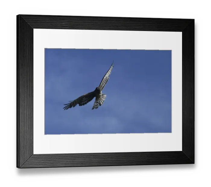 Framed Print : Hen harrier in flight (Circus cyaneus)