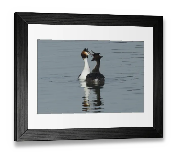 Framed Print : Great Crested Grebe (Podiceps cristatus) Framed Print : Great Crested Grebe (Podiceps cristatus)
