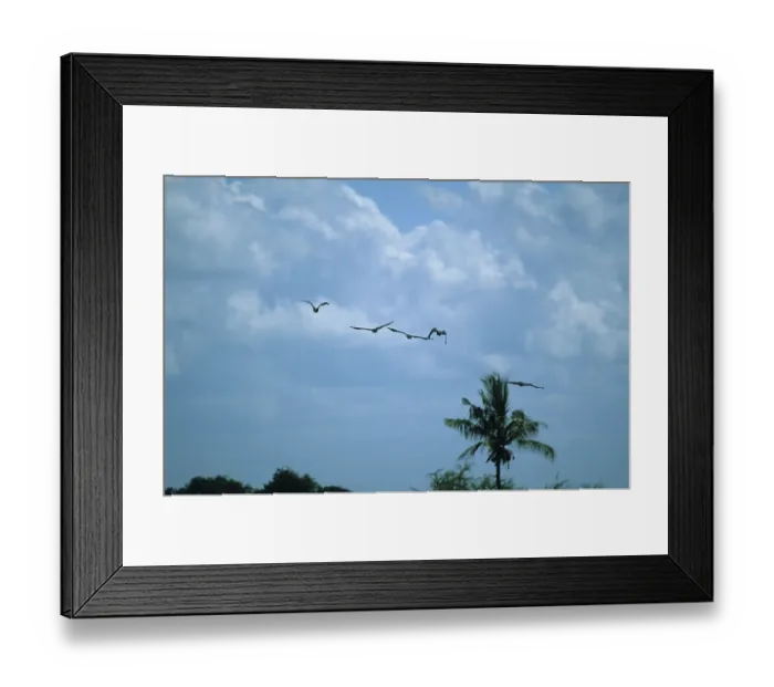 Framed Print : Glossy ibis (Plegadis falcinellus)