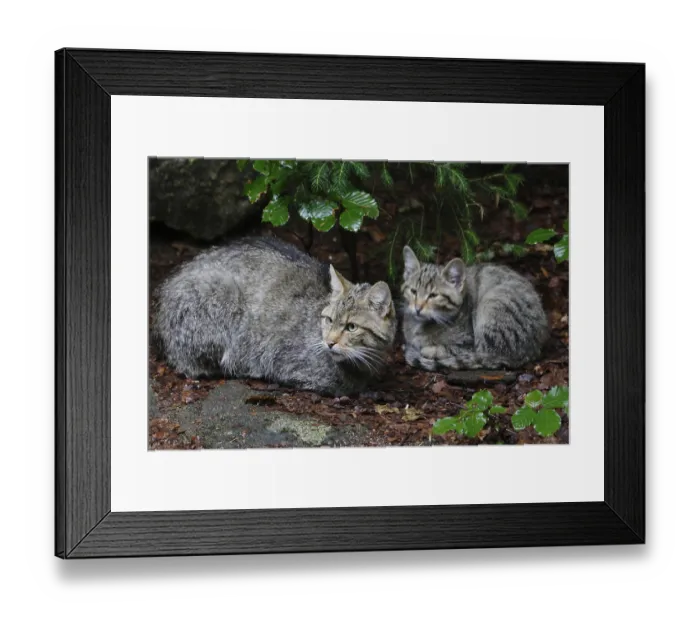 Framed Print : Wildcat (Felis silvestris)