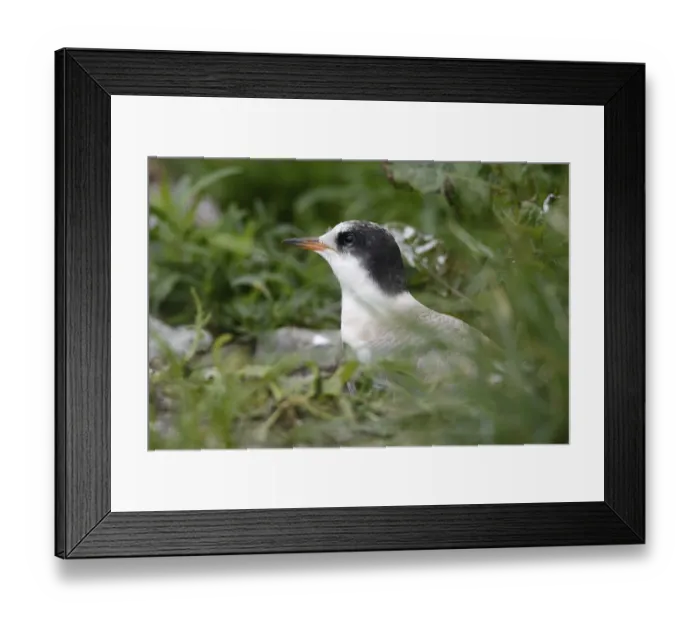 Framed Print : Arctic Arctic Tern - Juvenile (Sterna paradisaea)
