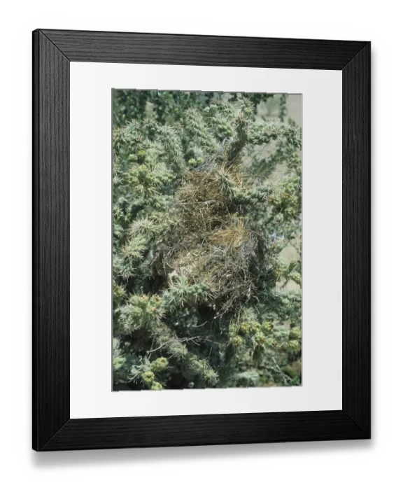 Framed Print : Cactus wren (Campylorhynchus brunneicapillus)
