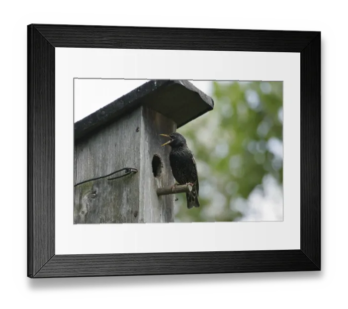Framed Print : Starling (Sturnus vulgaris) Framed Print : Starling (Sturnus vulgaris)