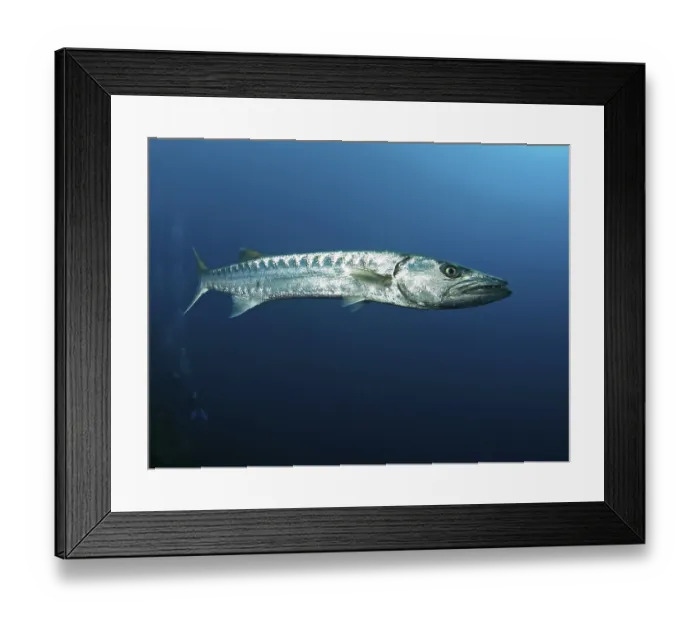 Framed Print : Great barracuda (Sphyraena barracuda) Framed Print : Great barracuda (Sphyraena barracuda)