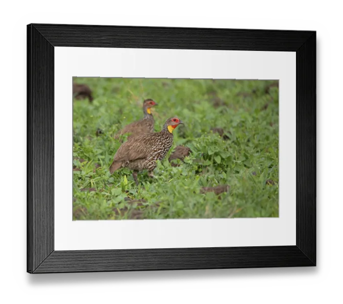 Framed Print : Yellow-throated francolin (Francolinus leucoscepus) Framed Print : Yellow-throated francolin (Francolinus leucoscepus)