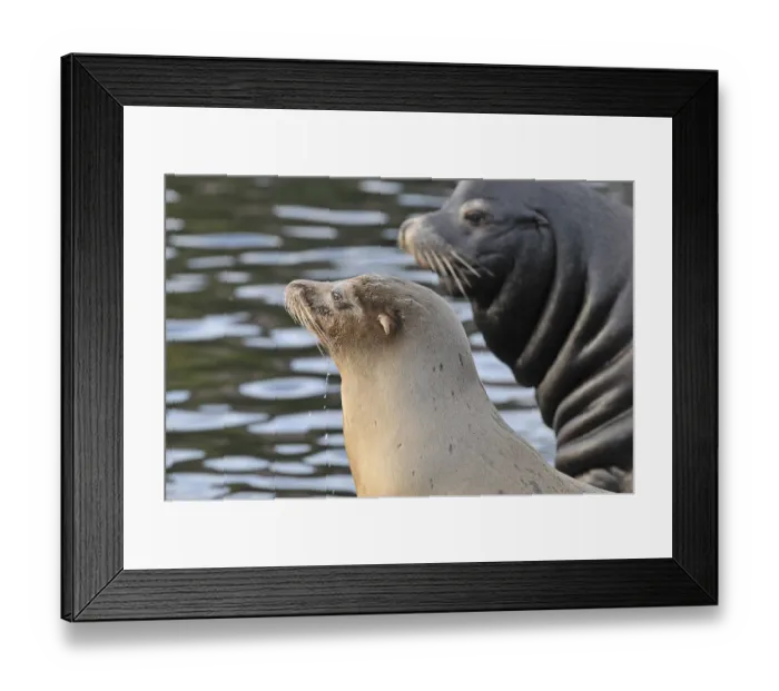 Framed Print : California sea lion (Zalophus californianus)
