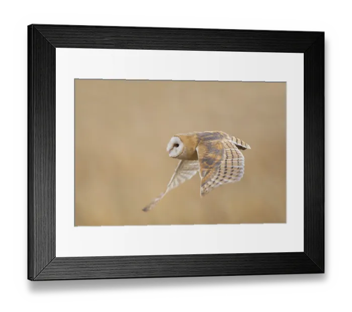 Framed Print : Barn owl (Tyto alba)