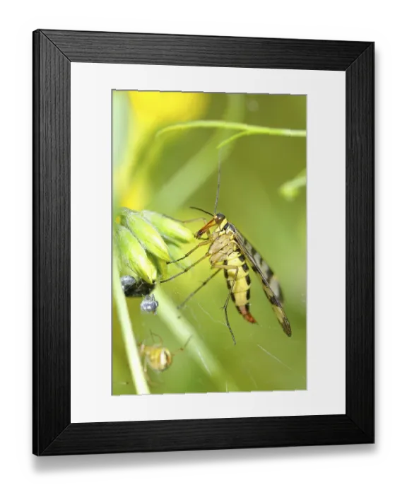 Framed Print : Scorpion fly (Panorpa communis) Framed Print : Scorpion fly (Panorpa communis)