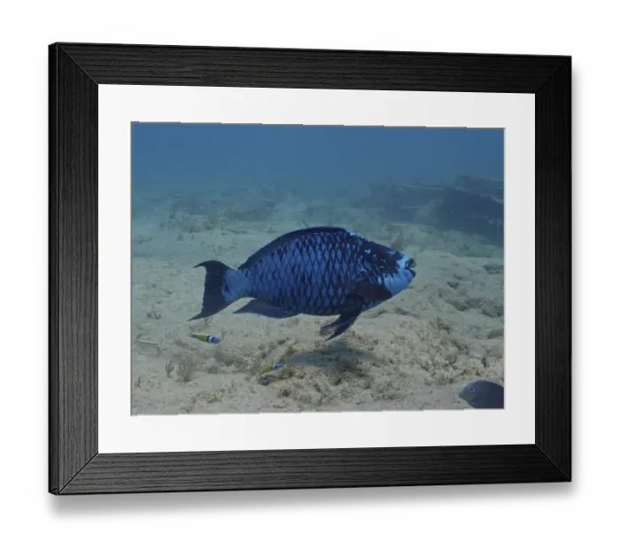 Framed Print : Midnight parrotfish (Scarus coelestinus) Framed Print : Midnight parrotfish (Scarus coelestinus)