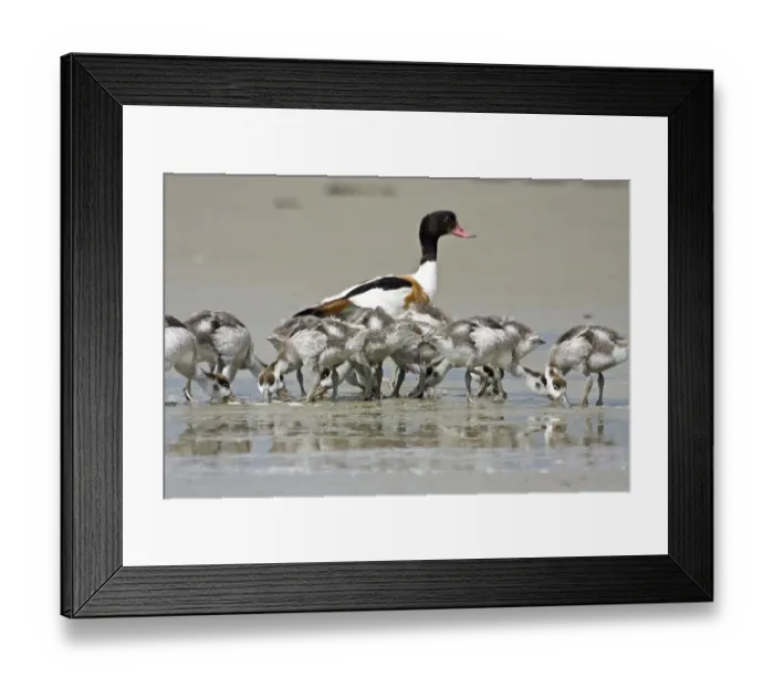 Framed Print : Shelduck (tadorna tadorna) Framed Print : Shelduck (tadorna tadorna)