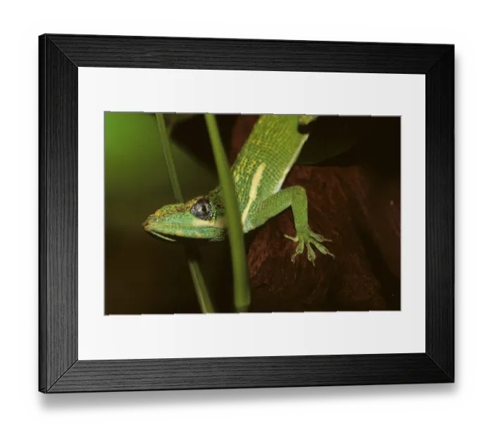 Framed Print : Ritteranolis (Anolis equestris) Framed Print : Ritteranolis (Anolis equestris)