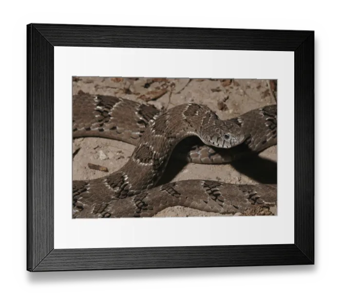 Framed Print : Common toad adder (Causus rhombeatus) Framed Print : Common toad adder (Causus rhombeatus)