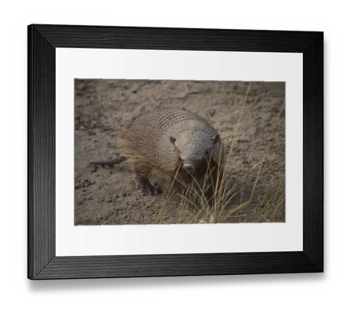 Framed Print : Brown-bristled armadillo (Chaetophractus villosus)