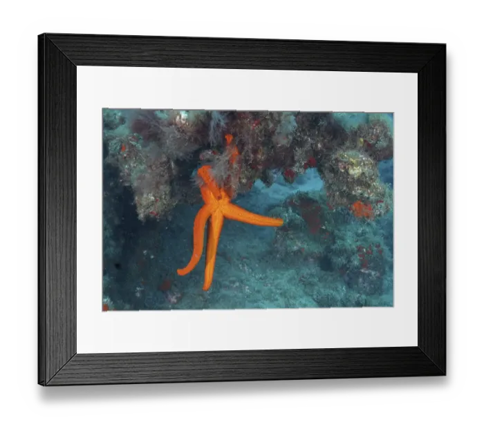 Framed Print : Orange-coloured starfish (Hacelia attenuata)