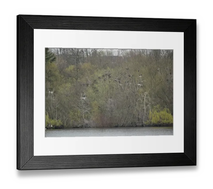 Framed Print : Cormorant and grey heron colony (Phalacrocorax carbo) Framed Print : Cormorant and grey heron colony (Phalacrocorax carbo)