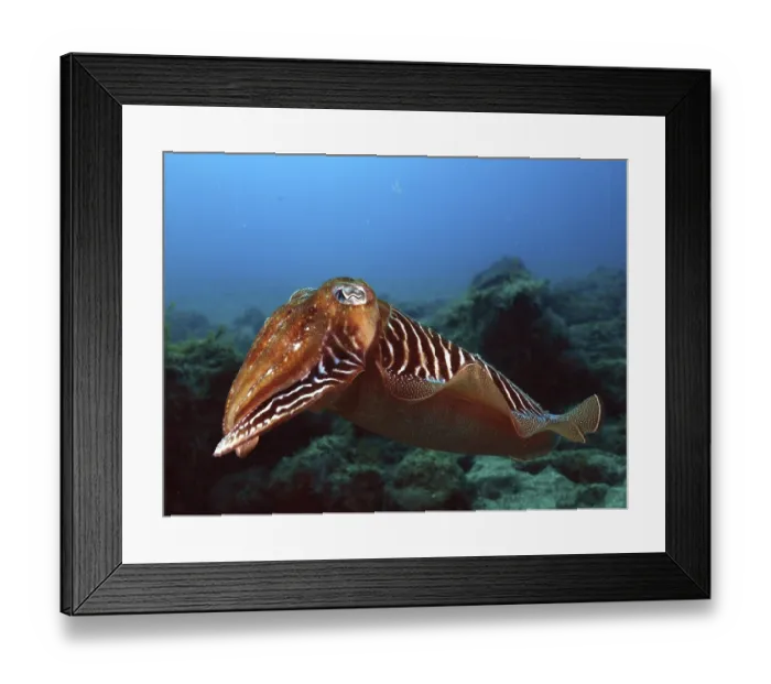 Framed Print : Common cuttlefish (Sepia officinalis)