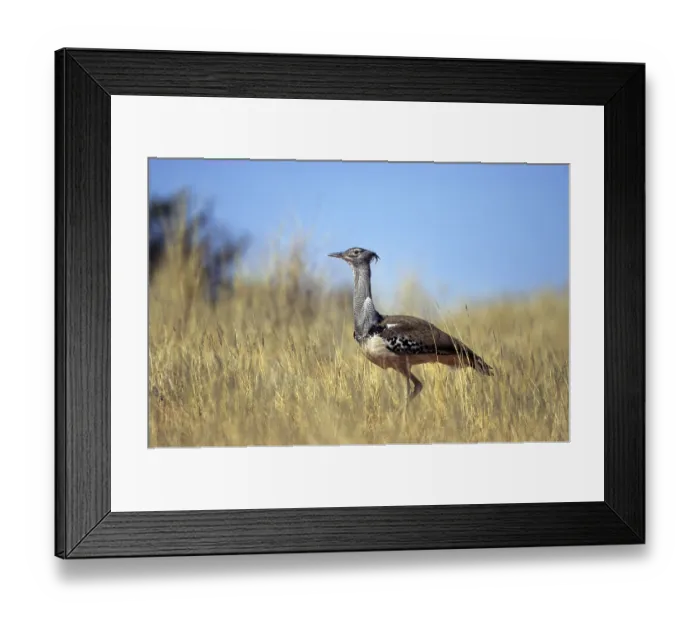 Framed Print : Giant bustard (Ardeotis kori)