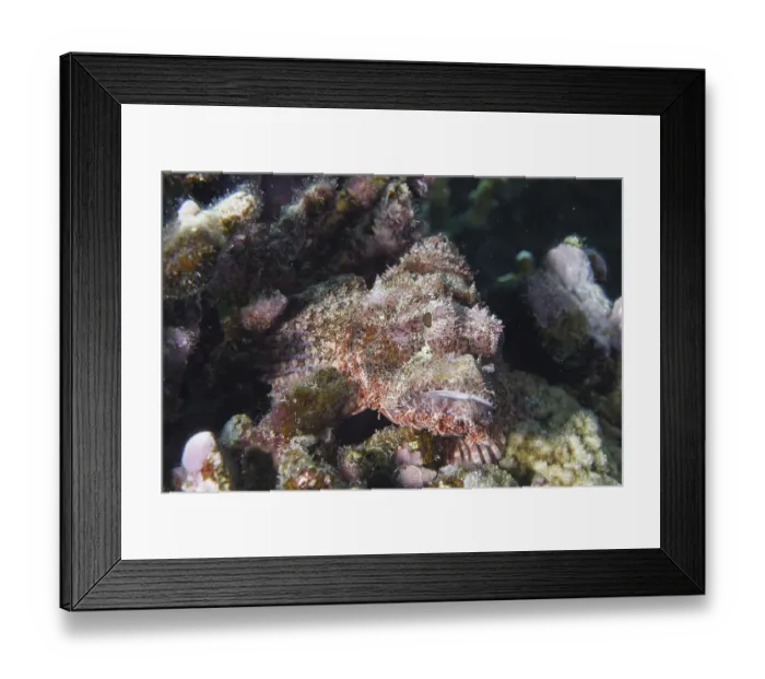 Framed Print : Tassled Scorpionfish (Scorpaenopsis barbata) Framed Print : Tassled Scorpionfish (Scorpaenopsis barbata)