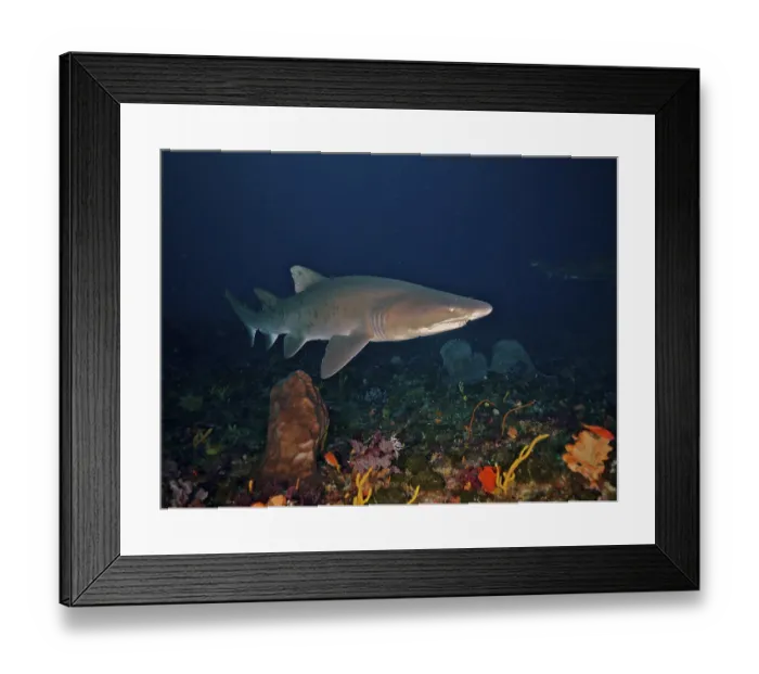 Framed Print : Sand tiger shark (Carcharias taurus)
