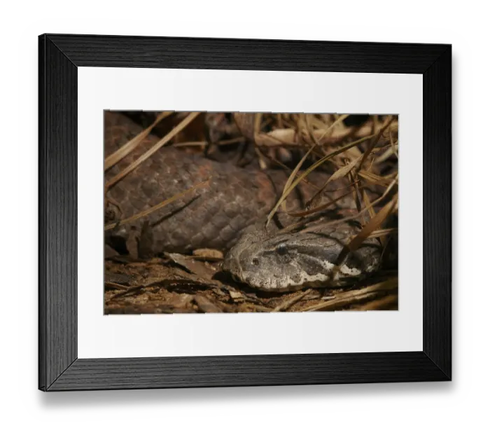 Framed Print : Australian death adder (Acantophis antarcticus)
