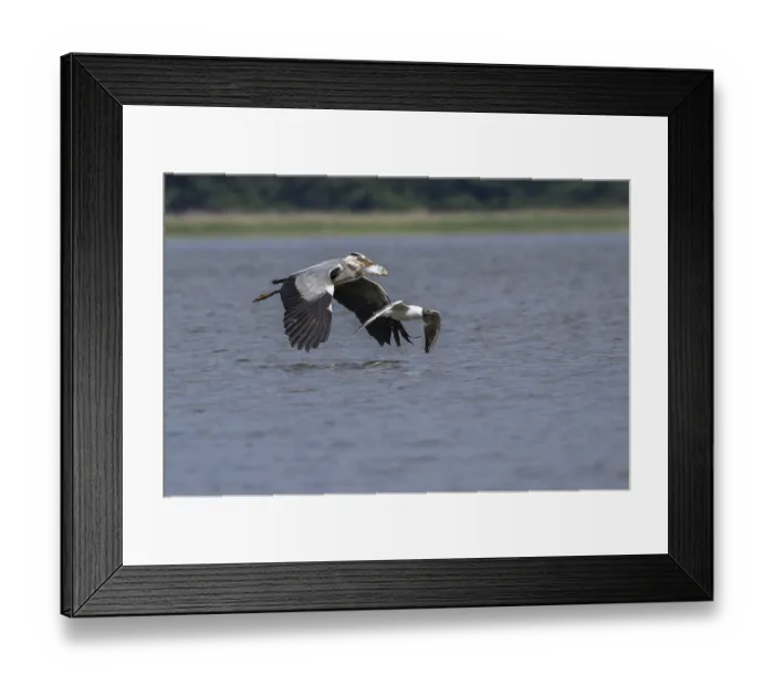 Framed Print : Grey heron - with preyed fish (Ardea cinerea) Framed Print : Grey heron - with preyed fish (Ardea cinerea)
