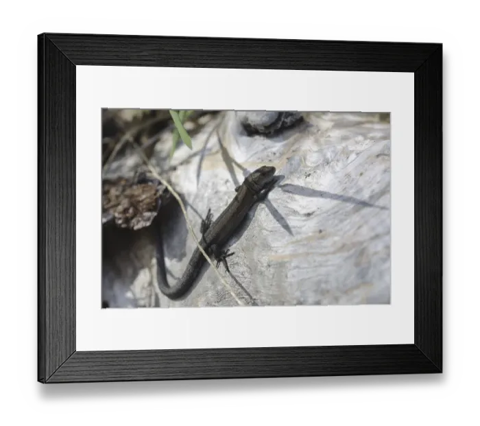 Framed Print : Wood lizard (Lacerta vivipara) Framed Print : Wood lizard (Lacerta vivipara)