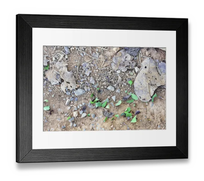 Framed Print : 9620330