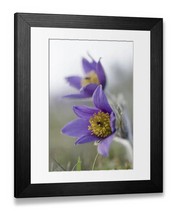 Framed Print : Common pasque flower (Pulsatilla vulgaris)
