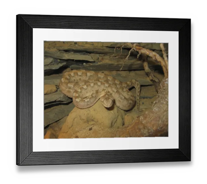Framed Print : Echis colouratus (Echis colouratus)