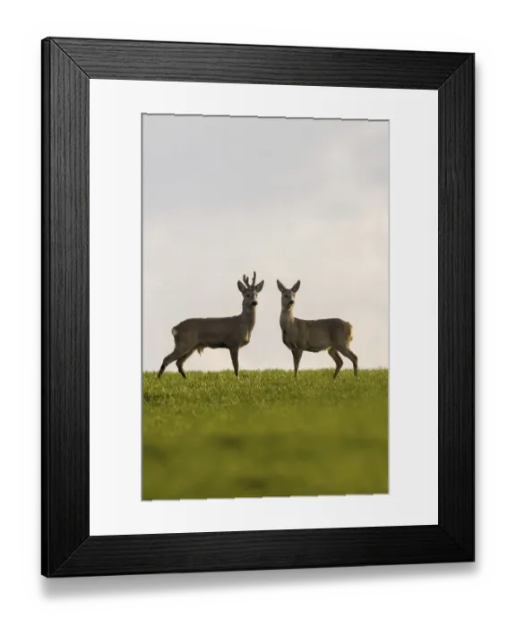 Framed Print : (Capreolus capreolus) Framed Print : (Capreolus capreolus)