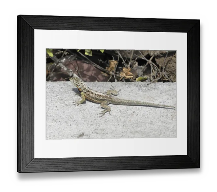 Framed Print : Santa Cruz lava lizard (MICROLOPHUS indefatigabilis)